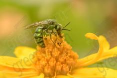 Inseto 168 <em>(979)</em>