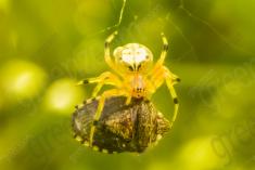 Aranha 25 <em>(980)</em>