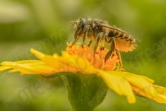 Abelha 6 <em>(982)</em>