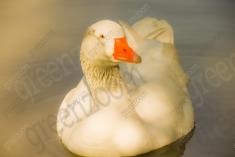 Ganso 3 <em>(984)</em>