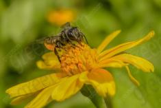 Abelha 7 <em>(985)</em>