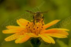 abelha 8 <em>(986)</em>