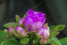 Flor 67 <em>(987)</em>