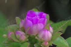 Flor 68 <em>(988)</em>