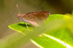 Mariposa 23 <em>(989)</em>
