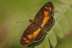 Mariposa 24 <em>(990)</em>