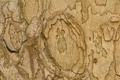 Textura <em>(993)</em>